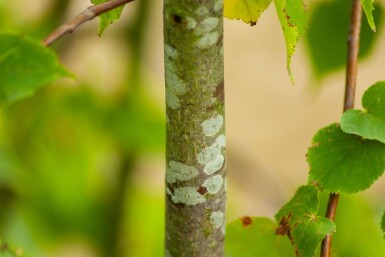 Tilia cordata cépée 200-250