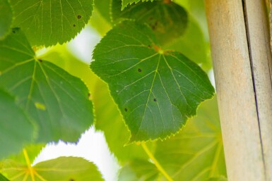 Tilia cordata 'Böhlje' haute-tige 12/14