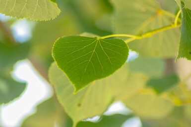 Tilia cordata 'Böhlje' haute-tige 12/14