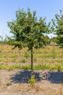 Tilia cordata 'Green Globe' haute-tige