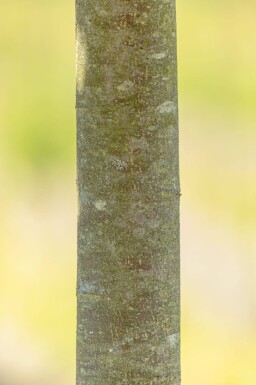 Tilia cordata 'Green Globe' haute-tige 8/10 180cm tronc