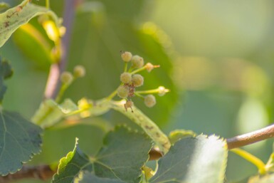 Tilia cordata 'Green Globe' haute-tige 8/10 180cm tronc