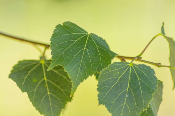 Tilia cordata 'Green Globe' boule sur tige 16/18 225cm tronc