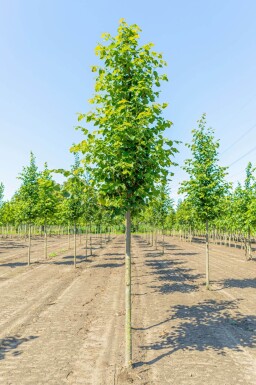 Tilia cordata 'Greenspire' haute-tige