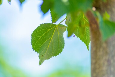 Tilia cordata 'Greenspire' espalier