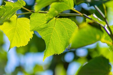Tilia cordata 'Greenspire' espalier
