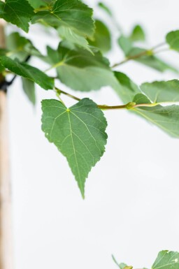 Tilia cordata 'Greenspire' espalier