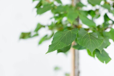 Tilia cordata 'Greenspire' espalier