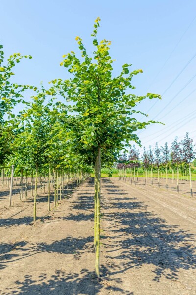 Tilia cordata 'Rancho' haute-tige 10/12