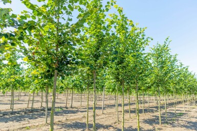Tilia cordata 'Rancho' haute-tige