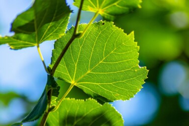 Tilia cordata 'Rancho' haute-tige 10/12