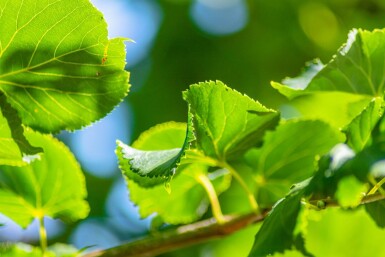 Tilia cordata 'Rancho' haute-tige 10/12