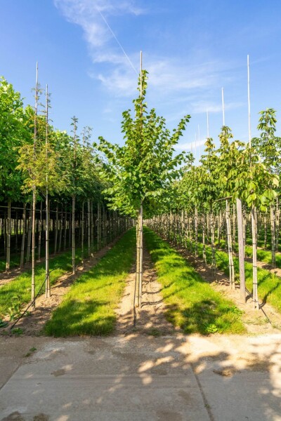 Tilia cordata 'Winter Orange' haute-tige 10/12