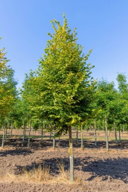 Tilia cordata 'Winter Orange' haute-tige