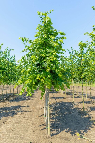 Tilia x europaea 'Euchlora' haute-tige 10/12