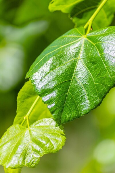 Tilia x europaea 'Euchlora' espalier 18/20 190cm tronc 180b x 150h
