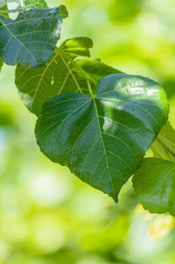Tilia x europaea 'Euchlora' espalier
