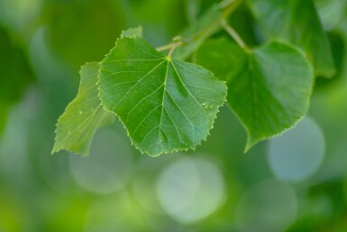 Tilia x europaea 'Pallida' espalier
