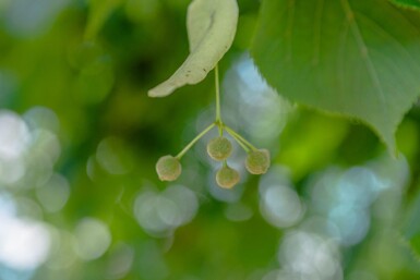 Tilia x europaea 'Pallida' espalier