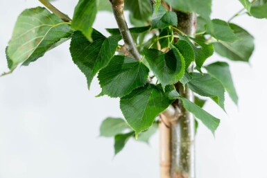 Tilia x europaea 'Pallida' espalier