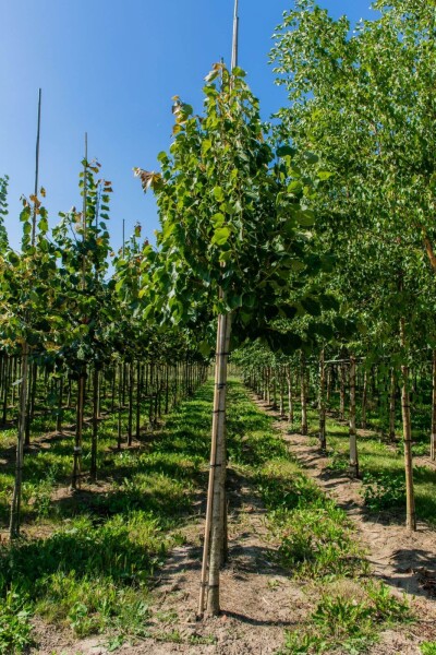 Tilia henryana haute-tige 6/8