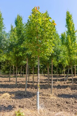 Tilia henryana haute-tige 6/8