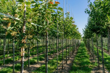 Tilia henryana haute-tige 6/8