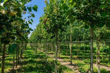 Tilia henryana haute-tige 6/8