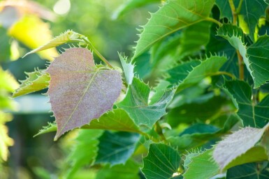 Tilia henryana haute-tige 6/8