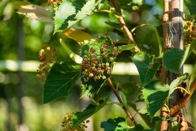 Tilia henryana haute-tige 6/8