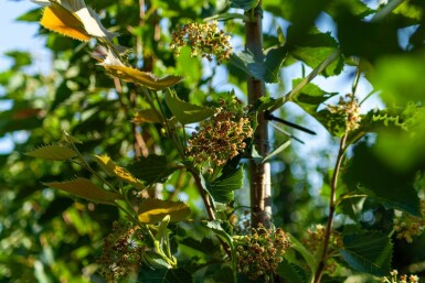 Tilia henryana haute-tige 6/8