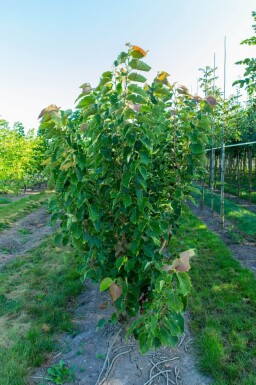 Tilia henryana cépée 200-250