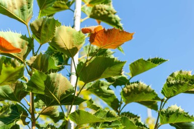 Tilia henryana cépée 200-250