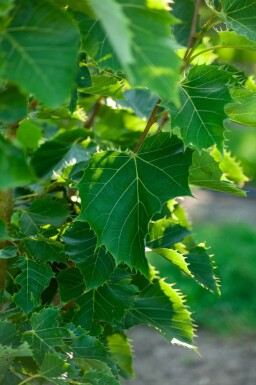 Tilia henryana cépée 200-250