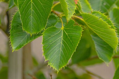Tilia henryana cépée 200-250