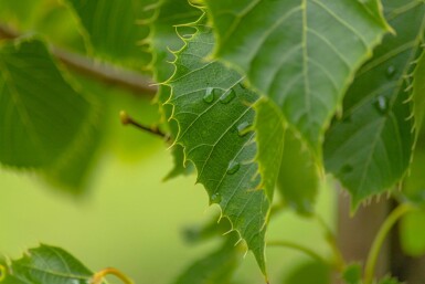 Tilia henryana cépée 200-250