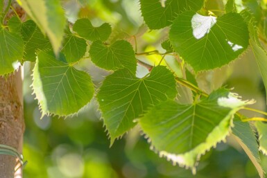 Tilia henryana cépée 200-250