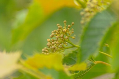 Tilia henryana cépée 200-250