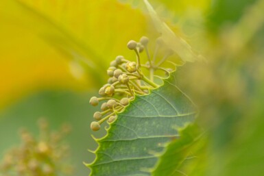 Tilia henryana cépée 200-250