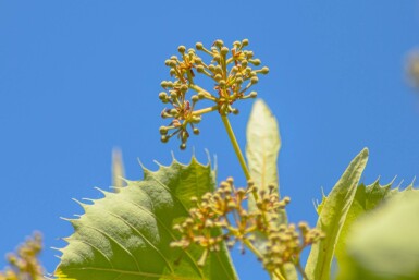 Tilia henryana cépée 200-250
