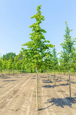 Tilia platyphyllos haute-tige