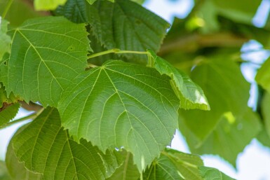 Tilia platyphyllos haute-tige 10/12