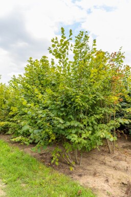 Tilia platyphyllos cépée 250-300