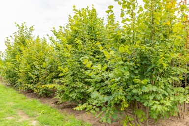 Tilia platyphyllos cépée 250-300