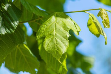 Tilia platyphyllos cépée 250-300