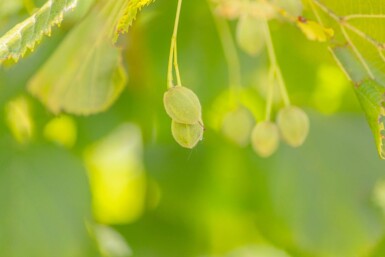 Tilia platyphyllos cépée 250-300