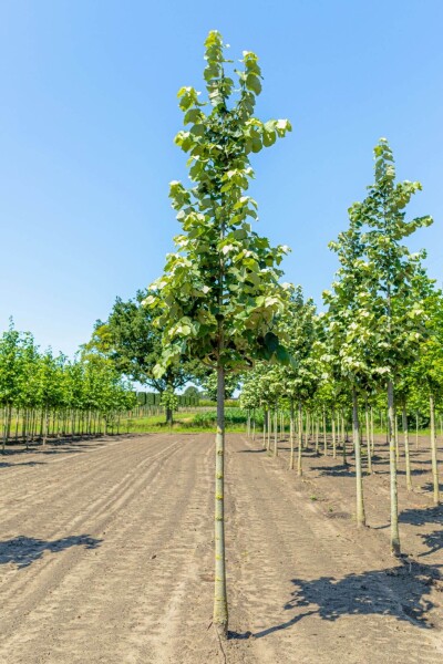 Tilia tomentosa 'Brabant' haute-tige 20/25