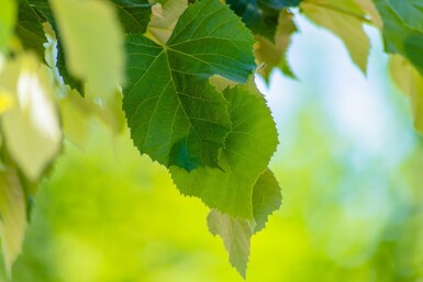 Tilia tomentosa 'Brabant' haute-tige 20/25