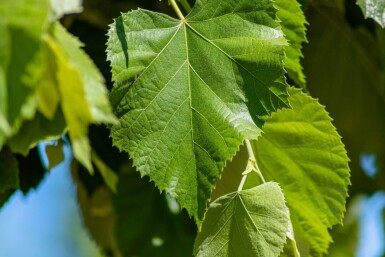 Tilia tomentosa 'Brabant' haute-tige 20/25