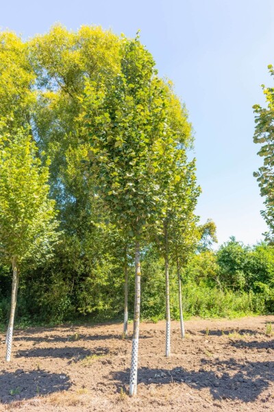 Tilia tomentosa 'Doornik' haute-tige 12/14